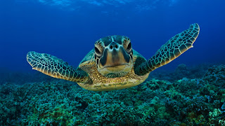 Sea Turtle Wallpaper