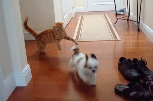 Funny animals of the week - 6 December 2013 (35 pics), cat chasing dog