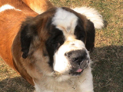 St. Bernard dog images