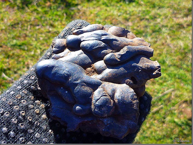 P1130978