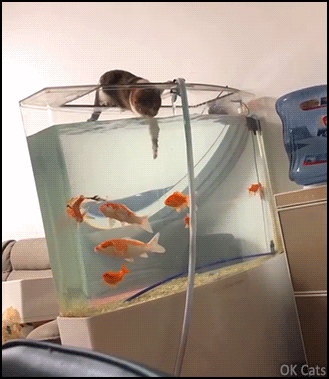 Hilarious Cat GIF • Crazy cat tries to swim in the fish tank but... SPLASH! 'I have made a huge mistake! [ok-cats.com]