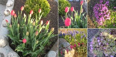 Vis Blomstring