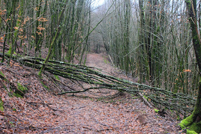 forêt de la petite pierre