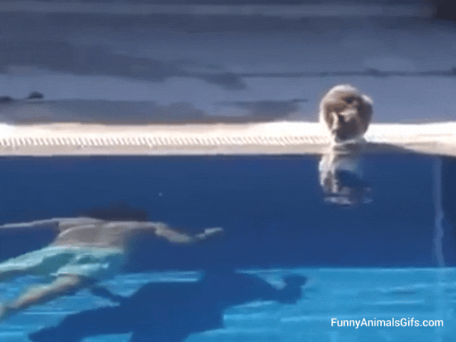 Funny Cat Scared Gif