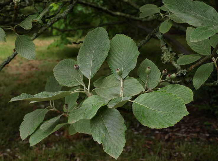 Sorbus 'Wilfrid Fox'