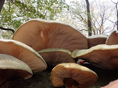  łycznik późny (Panellus serotinus) 