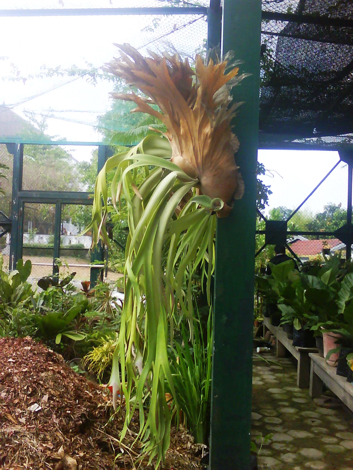 Pohon Tanduk Rusa Tanaman Hias Tukang Taman  Murah 