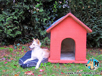 Cachorro de Can de Palleiro junto a una caseta para perros