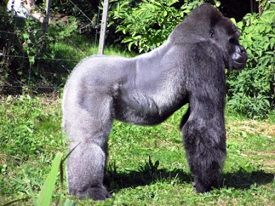 Gorilla beringei beringei (Gorila de montaña)