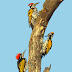 White-naped Woodpecker