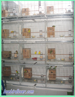 Sharing Berternak Lovebird dengan Kandang Koloni