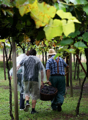 Vinícola Cainelli em Bento Gonçalves