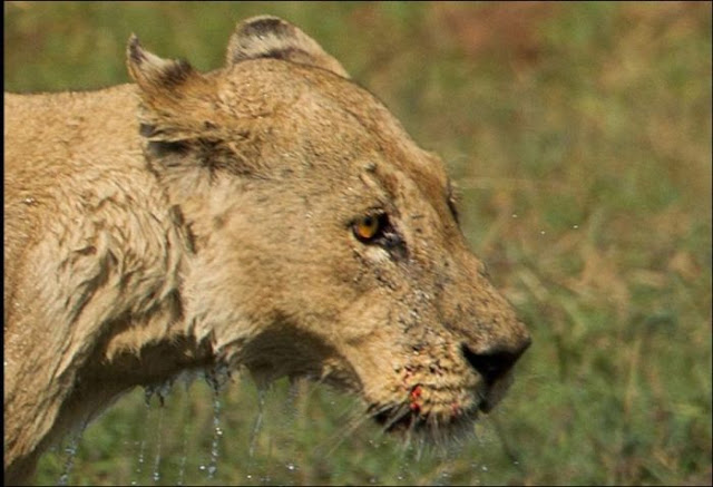 A mother lion fights a crocodile to protect her cubs, lion vs crocodile, animal fights