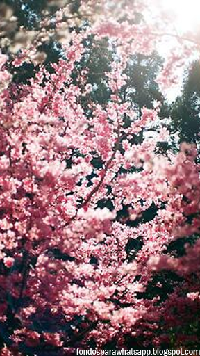 Cherry Blossoms