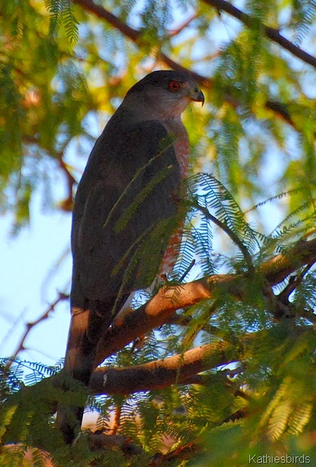 8. coha-kab