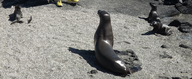 Isla Fernandina, Islas Galápagos