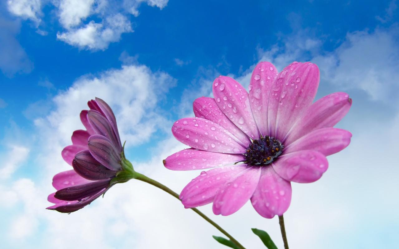 flower wallpaper for android flower wallpaper for android