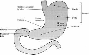 Simple stomach diagram | Stomach structure | Stomach Anatomy