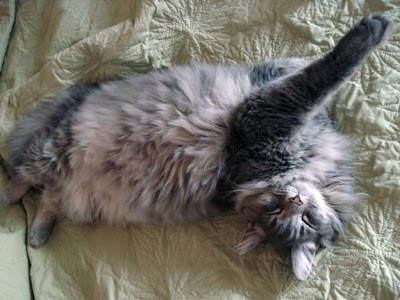 Maine coon belly fluff- please give me a tummy rub