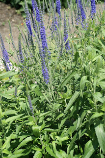 Véronique à longues feuilles - Veronica longifolia