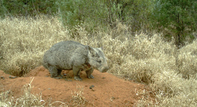 Australian endangered species: Northern Hairy-nosed Wombat