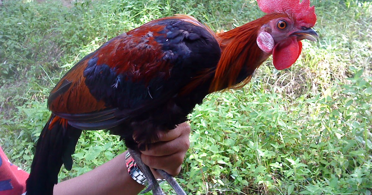 Shamipoh.blogspot.com: ayam hutan