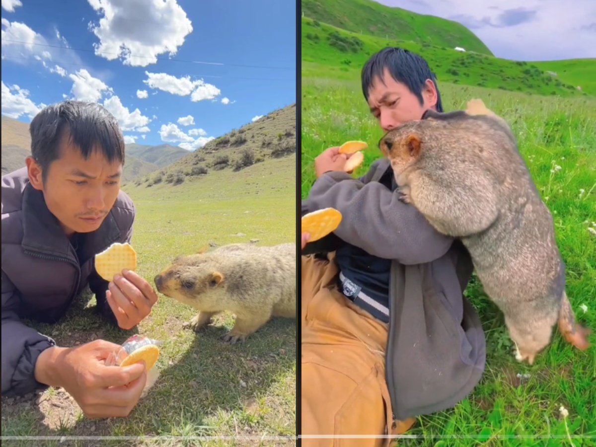 a pet Marmot and its owner