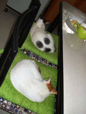 sleeping cats in the kitchen