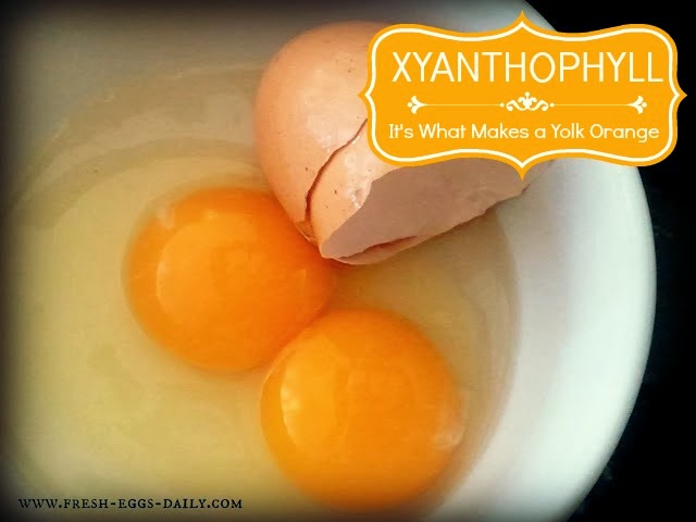 Orange Egg - deviled egg roblox eggs wiki fandom powered by wikia