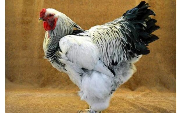 ayam Brahma