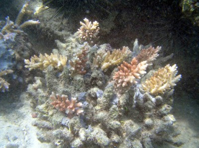 Rockpile Coral Reef at Transplantasi Karang Rockpile di Pulau Pramuka