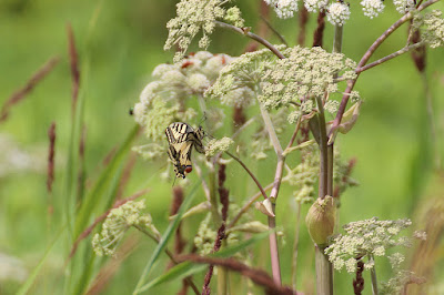 Swellesturtflinter - Koninginnenpage - Papilio machaon