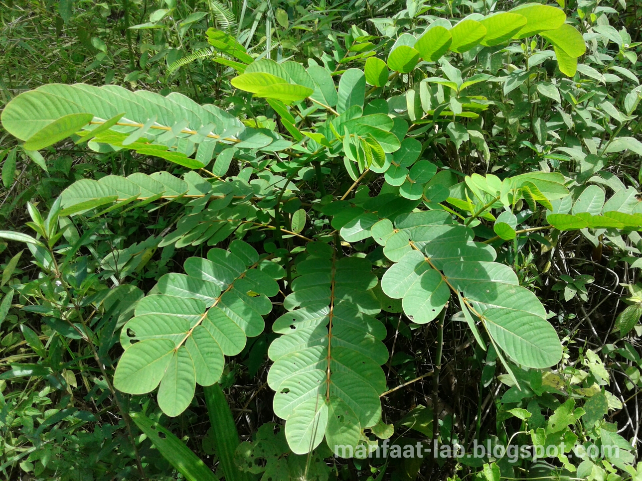 Daun ketepeng obat gatal - Manfaat-Lab