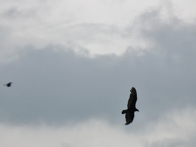 buzzard