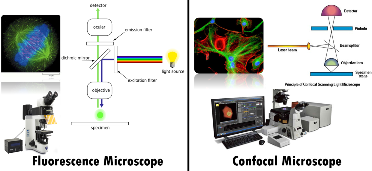 Difference between Fluorescence Microscope and Confocal Microscope