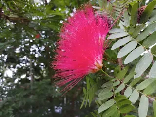 Powder puff flower image