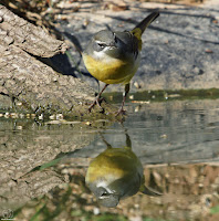 Lavandera cascadeña (Motacilla cinerea)