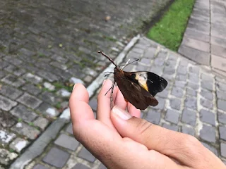 Borboleta Brassolis na rua