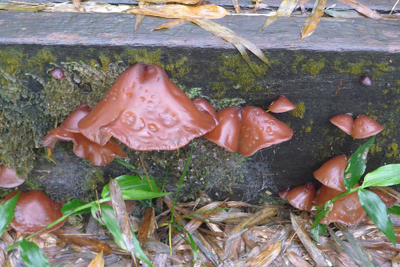 相片