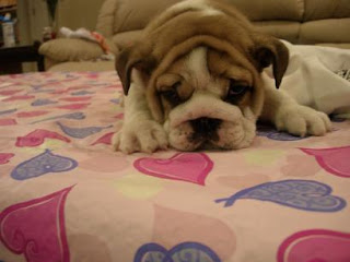 Bulldog Cachorros, parte 6