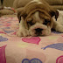 Bulldog Cachorros, parte 6