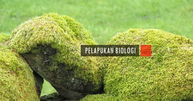 Contoh Pelapukan Biologi, Proses, dan Tahapannya