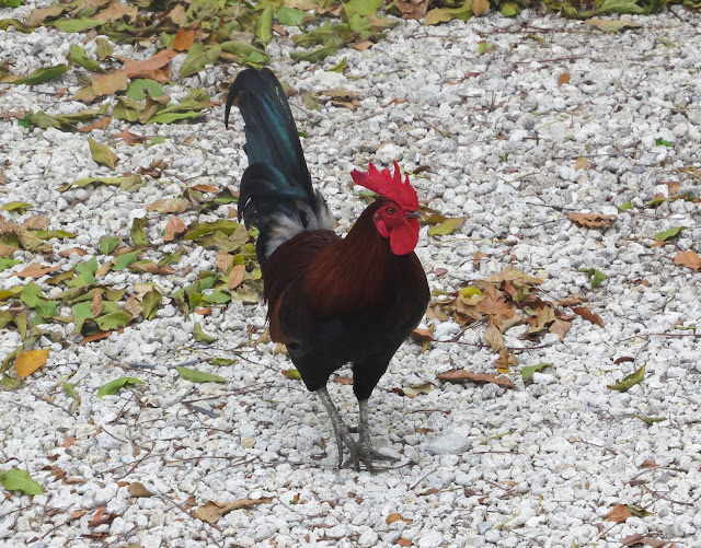 Rooster - Key West, Florida