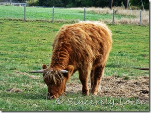 Highland coos