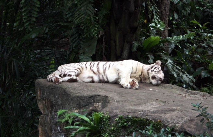 Gambar Harimau Putih Tidur Terbaru