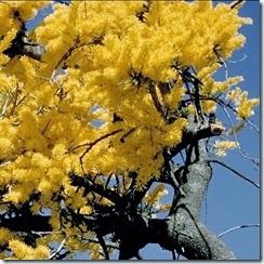 nuytsia-floribunda pic 1