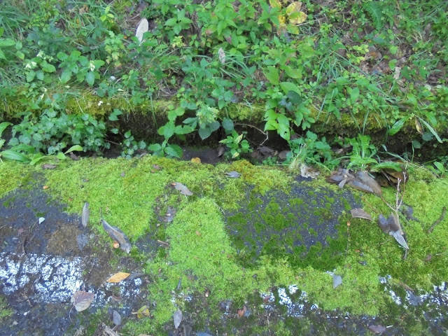 この日は何故か苔が美しかったようです