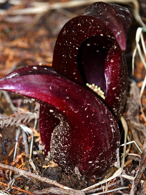 Symplocarpus renifolius