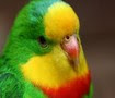 parrot avatar