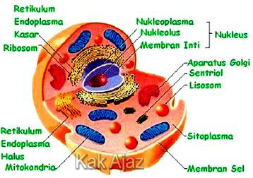 Keterangan tentang organel-organel sel hewan